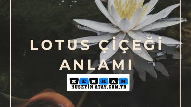 Photo of Lotus Çiçeği Anlamı ve Hikâyesi