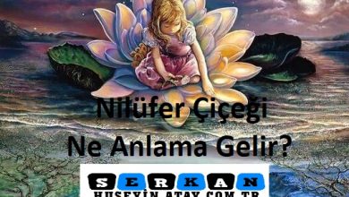 Photo of Nilüfer Çiçeği Ne Anlama Gelir?