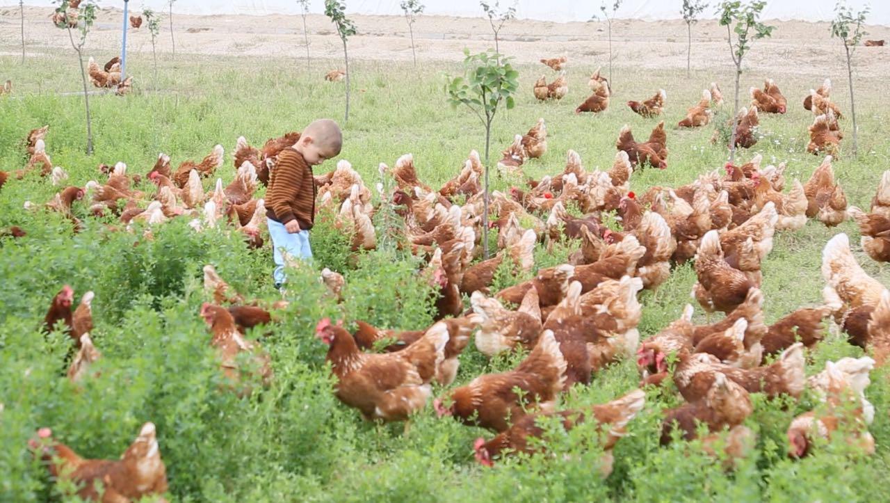 Photo of Koçoğlu Tavukçuluk’un Yumurta Çiftliği Çözümlerine Genel Bakış
