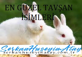 Photo of Tavşan İsimleri