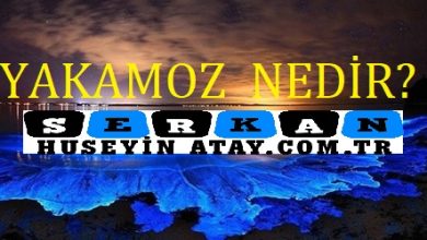 Photo of Yakamoz nedir?
