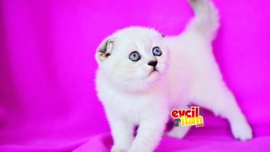 Photo of Evcililan.com’dan Harika British ve Scottish İlanları