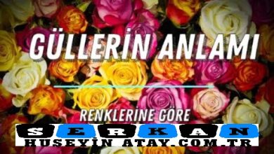 Photo of Güllerin Anlamları- Gül Renkleri Ne Anlama Gelir?