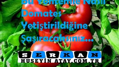 Photo of Domates Nasıl Yetiştirilir
