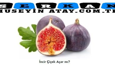 Photo of İncir Ağaçları Çiçek Açarmı