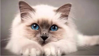 Photo of Kedi cinsleri hakkında bilgiler