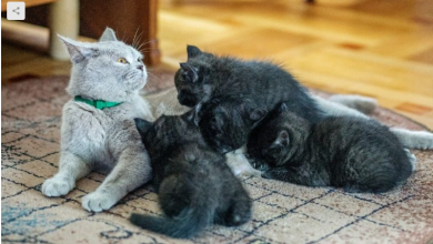 Photo of Kedi yavrusunu yer mi ?