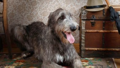 Photo of Kurt köpeği cinsleri nelerdir ?