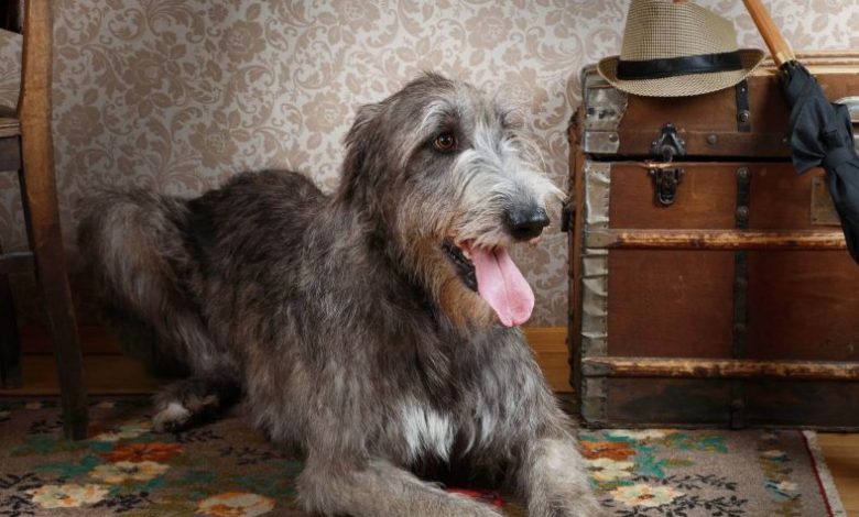 kurt köpeği cinsleri