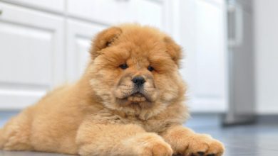Photo of Pofuduk köpek cinsleri