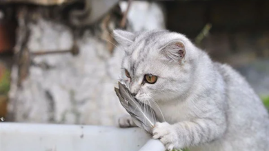 Photo of Tüy Dökmeyen Kedi Cinsleri Ve Kısa Tüylü Kediler Neden Tercih Ediliyor