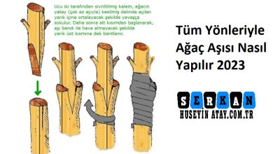 Photo of Tüm Yönleriyle Ağaç Aşısı Nasıl Yapılır 2023