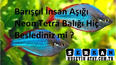 Photo of Barışçıl İnsan Aşığı Neon Tetra Balığı Hiç Beslediniz mi ?