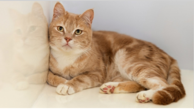 Photo of En popüler dişi kedi isimleri