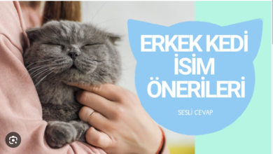 Photo of En güzel erkek kedi isimleri