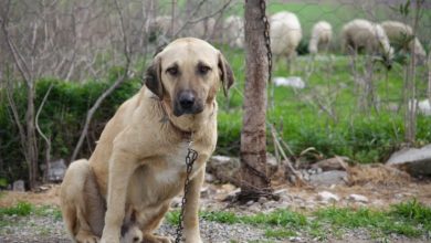 Photo of Anadolu çoban köpeği özellikleri
