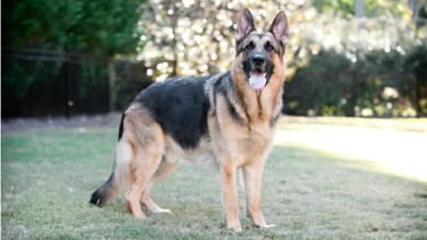 Photo of Kurt köpeği hakkında detaylı bilgiler
