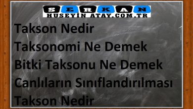 Photo of Takson Nedir | Taksonomi Ne Demek | 7 Sınıflandırma Kategorisi