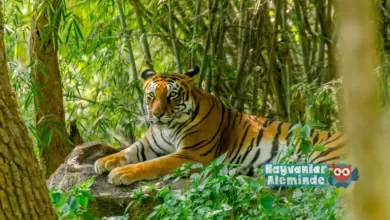 Photo of Bengal Kaplanı: Egzotik Bir Güzellik ve Doğanın Yırtıcı Efendisi