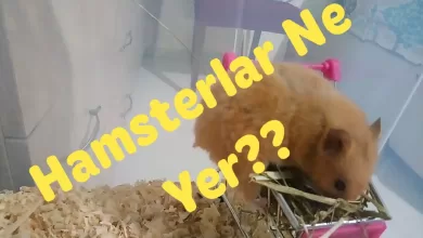 Photo of Hamster Ne Yer | Doğru Beslenme İle Sağlıklı Bir Yaşam Önerileri