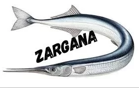 Photo of Zargana Ne Demek? Zargana İnsan Nedir