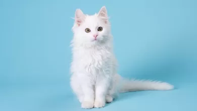 Photo of Beyaz kedi cinsleri