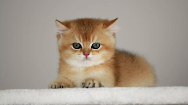 kedi maydanoz yermi