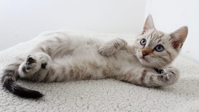 Photo of Kedi Cinsleri Hangi Kedi Sizin İçin En Uygun?