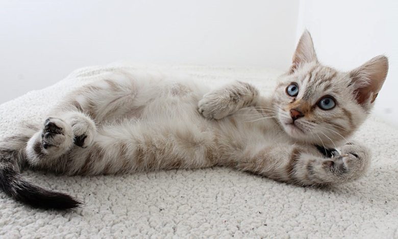 kedi cinsleri