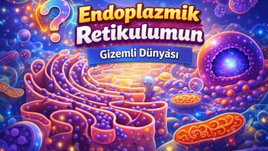 Photo of Endoplazmik retikulum ( ER ) Nedir?